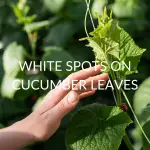 10 Ways To Remove White Spots On Cucumber Leaves