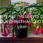 6 Reasons The Leaves On Your Christmas Cactus Limp (& What To Do)