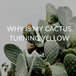 12 Reasons Your Cactus Is Turning Yellow (& How To Save Them)