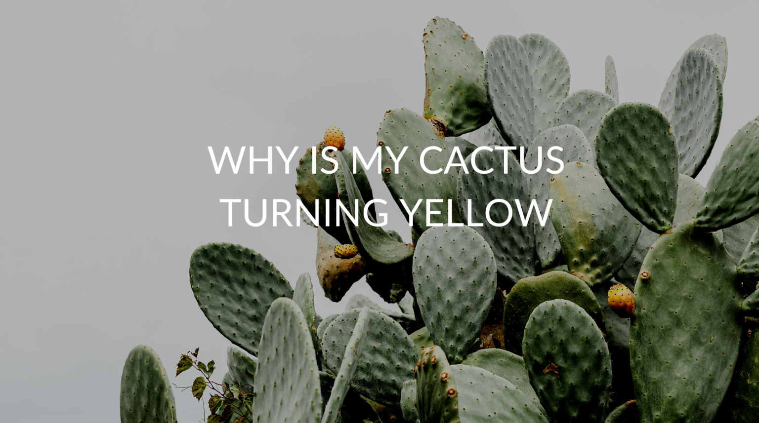 12 Reasons Your Cactus Is Turning Yellow (& How To Save Them) Soak