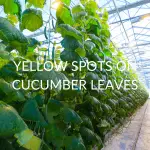 5 Causes Of Yellow Spots On Cucumber Leaves (And What To Do)
