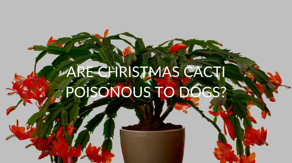 Are Christmas Cacti Poisonous To Dogs? - Soak And Soil