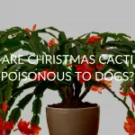 Are Christmas Cacti Poisonous To Dogs?