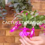 CACTUS-ETIOLATION