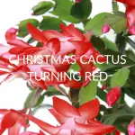 Christmas Cactus Turning Red