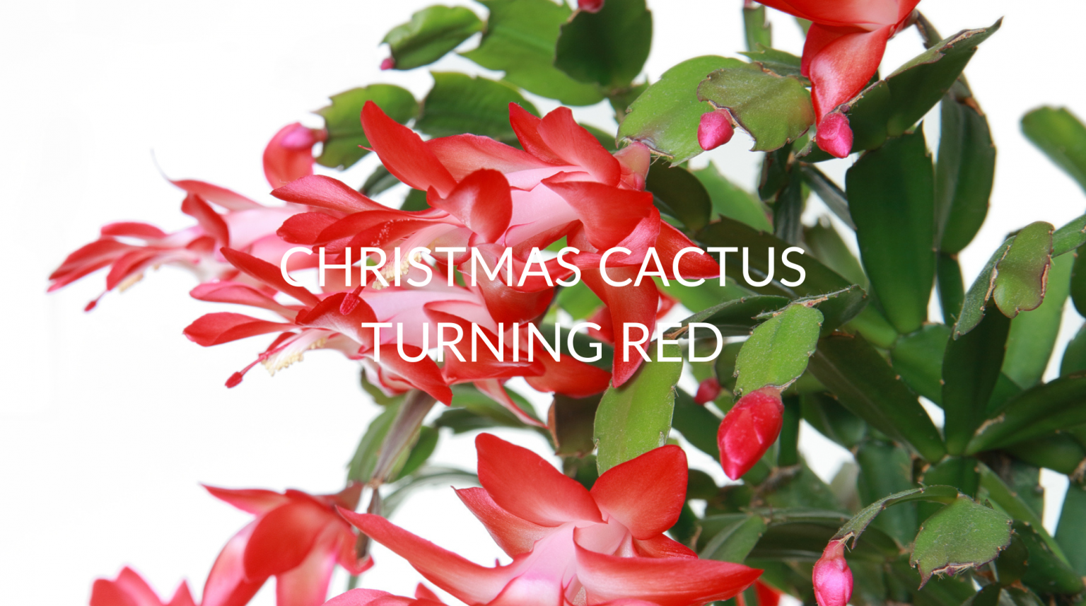 Christmas Cactus Turning Red Soak And Soil