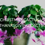 Christmas Cactus Vs Thanksgiving Cactus
