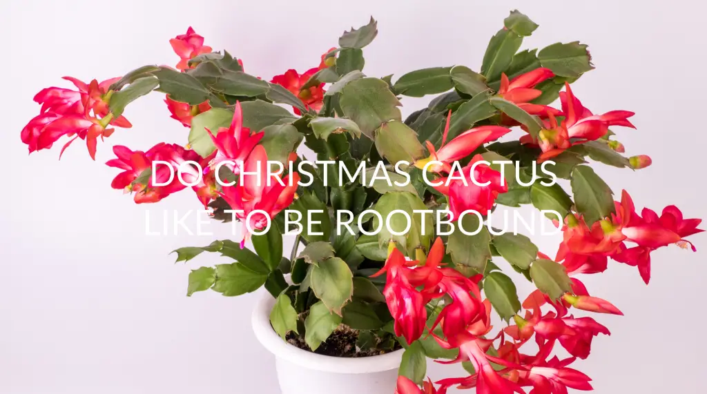 Soak And Soil Tips On Growing Self Sustainably