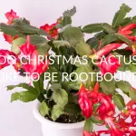 Do Christmas Cactus Like To Be Rootbound