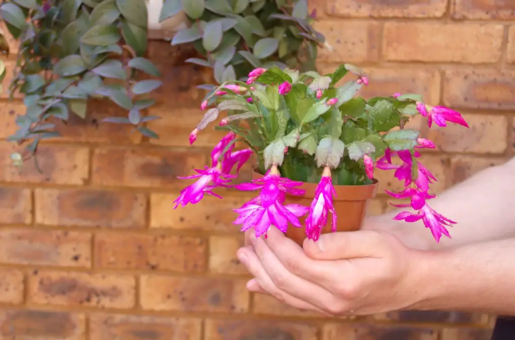Christmas cactus - Shlumbergera in the hands of man