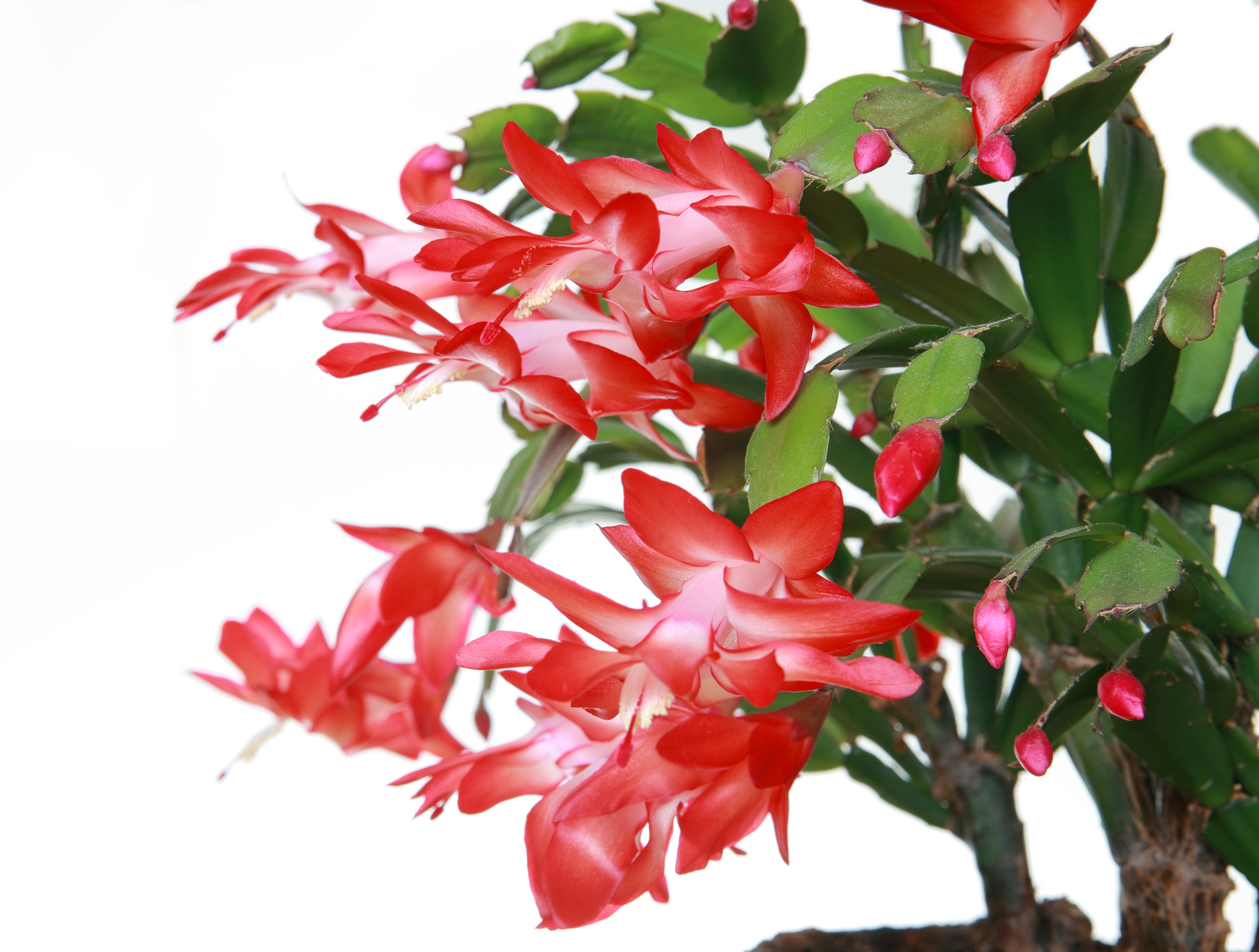 Christmas Cactus Turning Red Soak And Soil