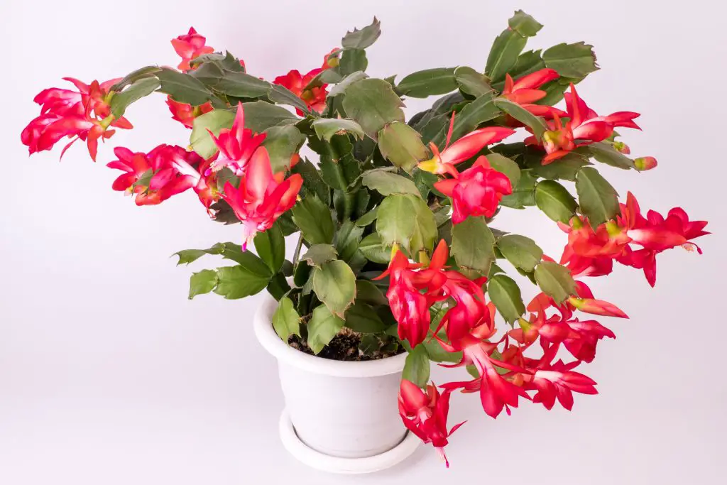 Red Schlumbergera truncata flowers in flowerpot, Christmas and Thanksgiving cactus, Craciunel. White background.