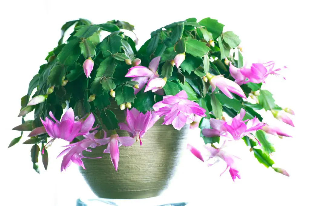 Flower of Christmas cactus