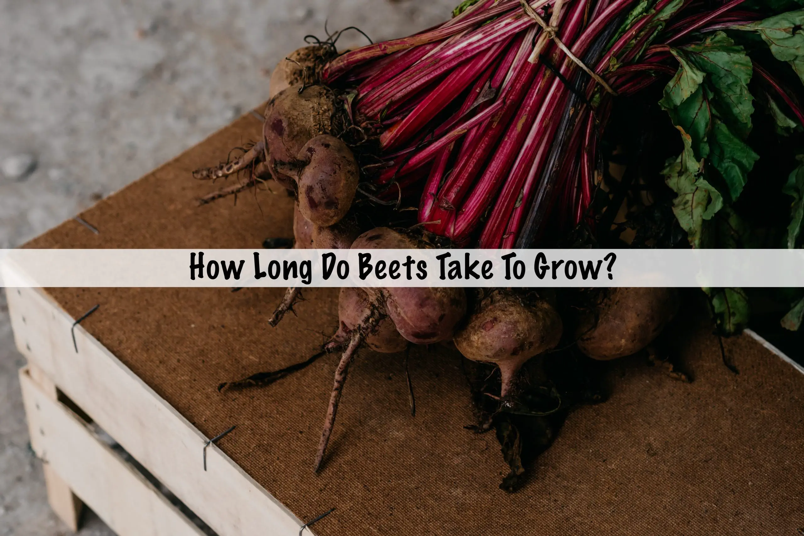 How Long Do Beets Take To Grow?